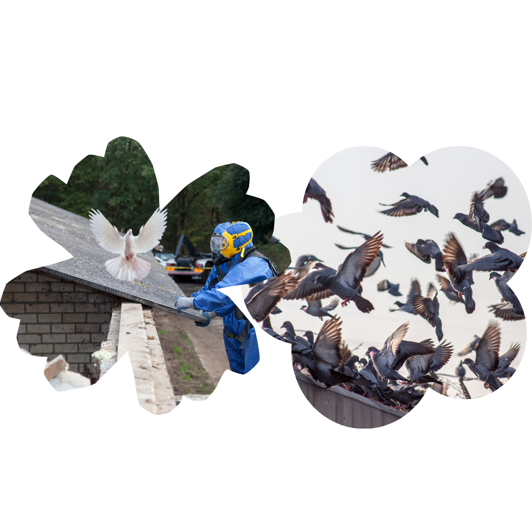 Dépigeonnage