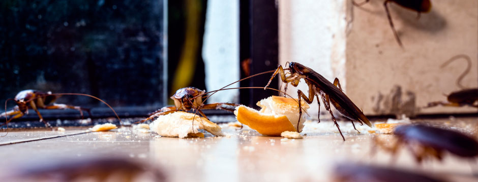 photo-blatte-cafard