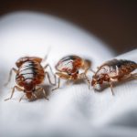punaises-de-lit-insectes-nuisibles