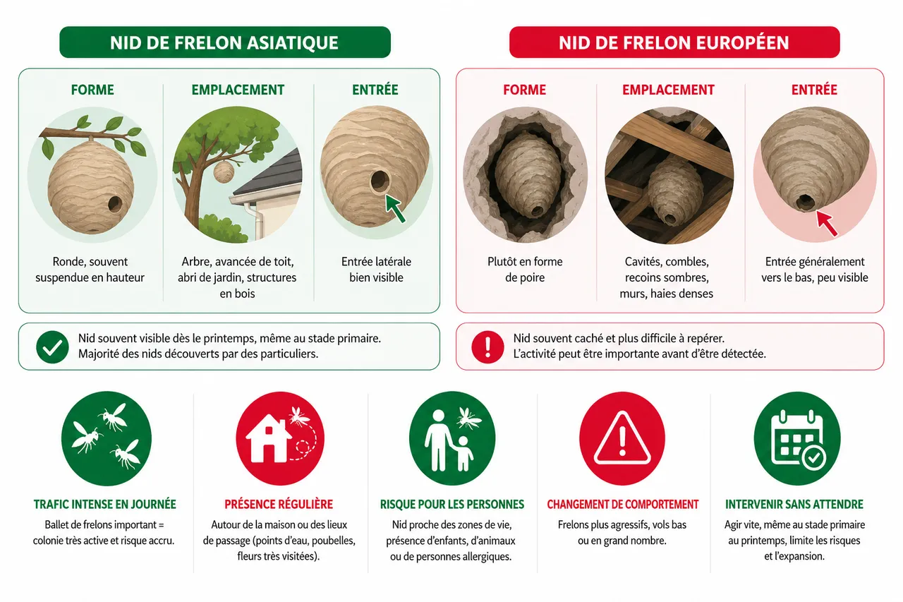 Traitement d’un nid de frelons, les signaux qui imposent d’agir sans attendre , Identifier un nid de frelons et évaluer la situation